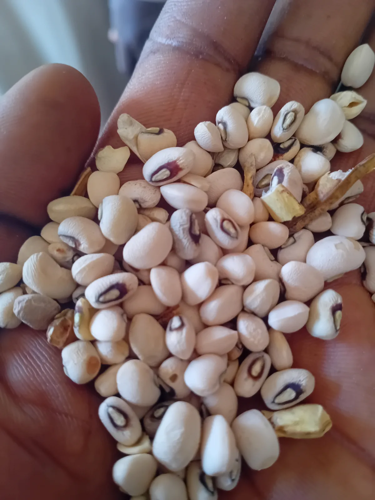 High quality Cowpea(White Beans)