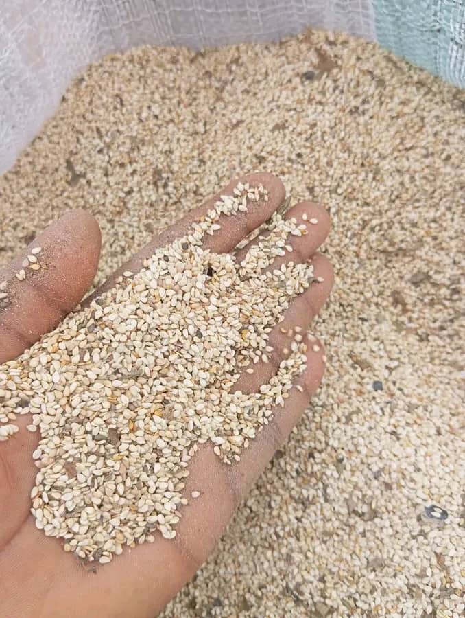 SESAME SEED