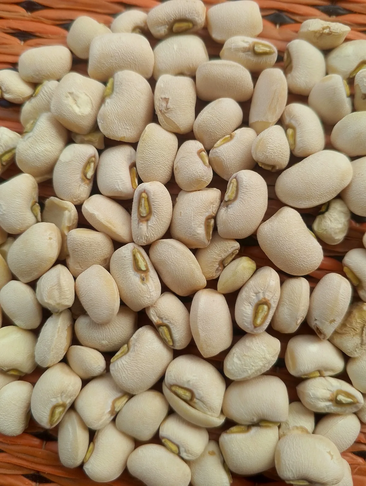White Beans - Kano