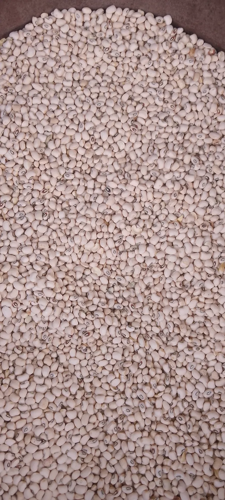 Premium Millet Dawanau Mrkt Kano