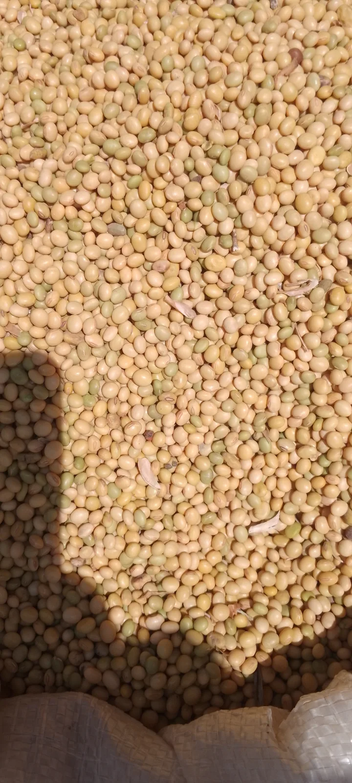 Premium Soyabeans Dawanau Mrkt Kano 