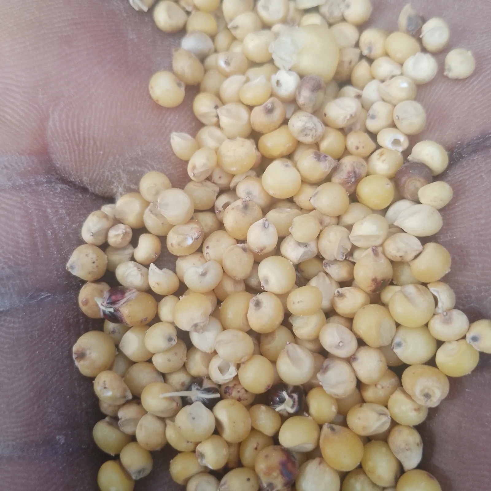 Sorghum - Kano