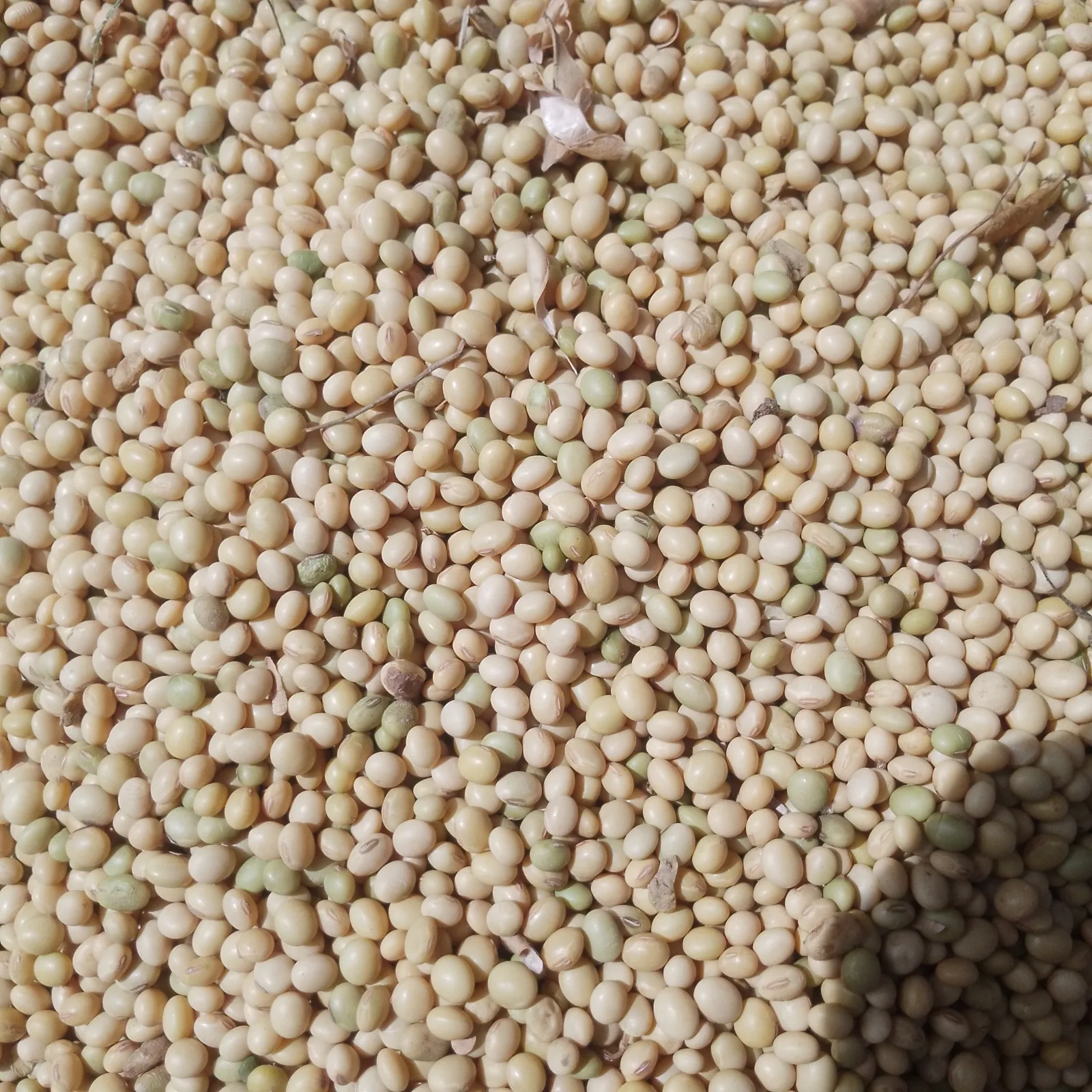 Soya beans - Dawanau Market Kano