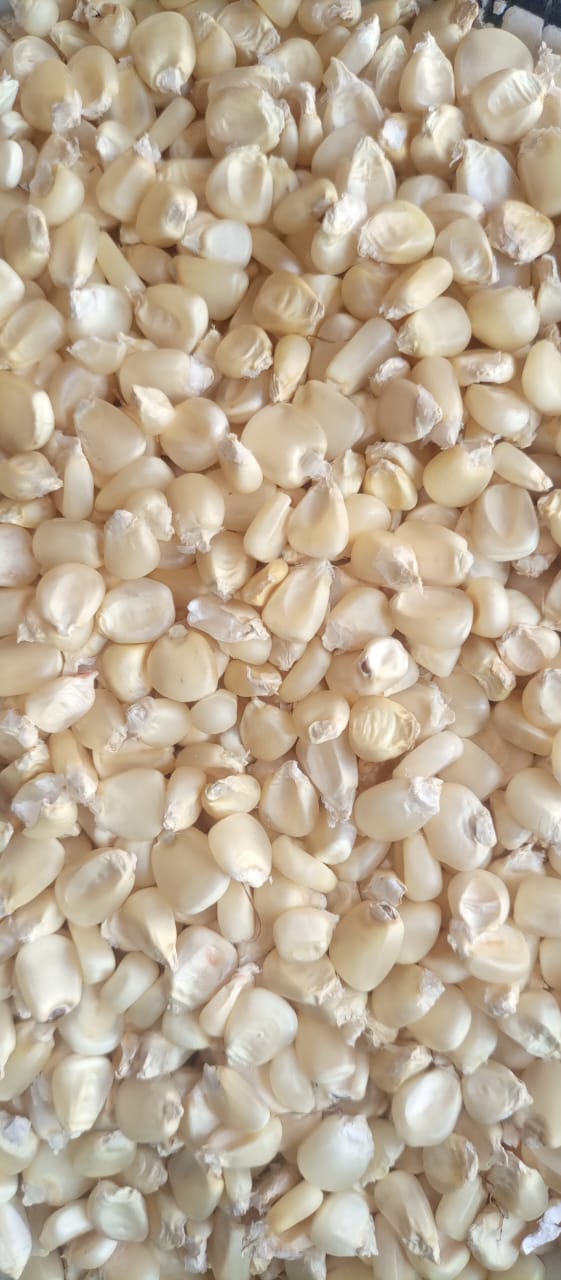 Maize -Kano