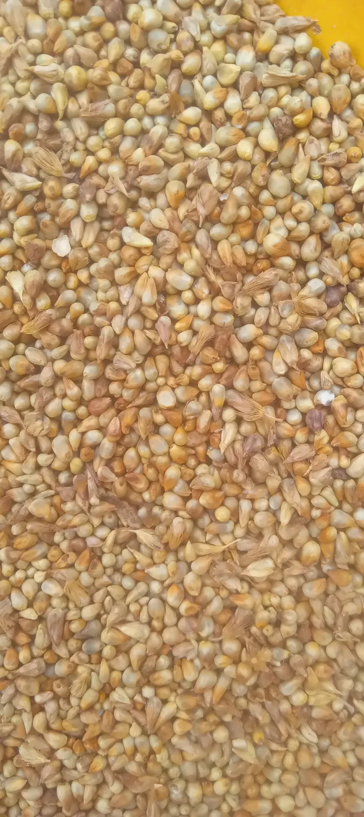 Millet -Kano