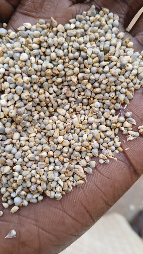Millet