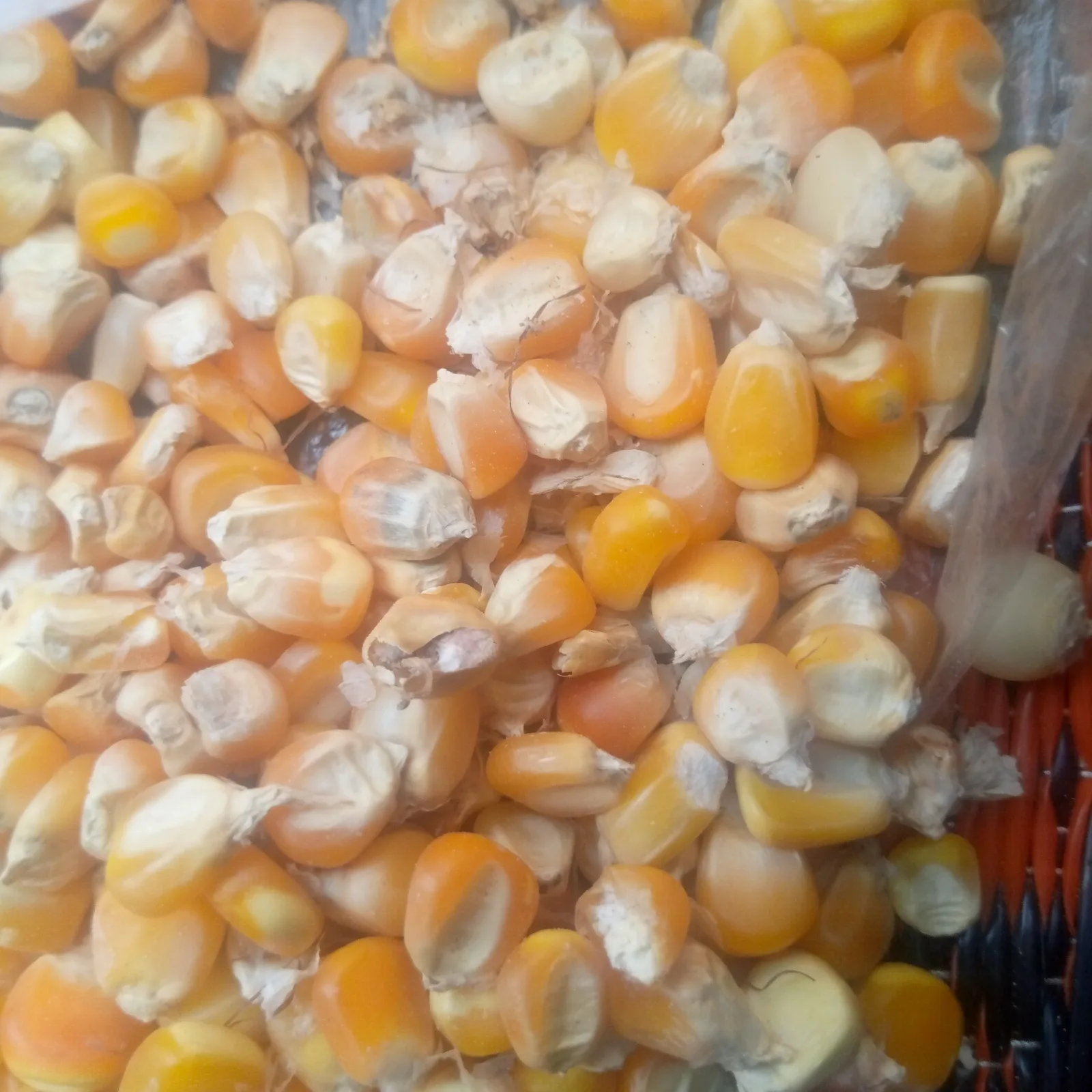 Maize - Kano
