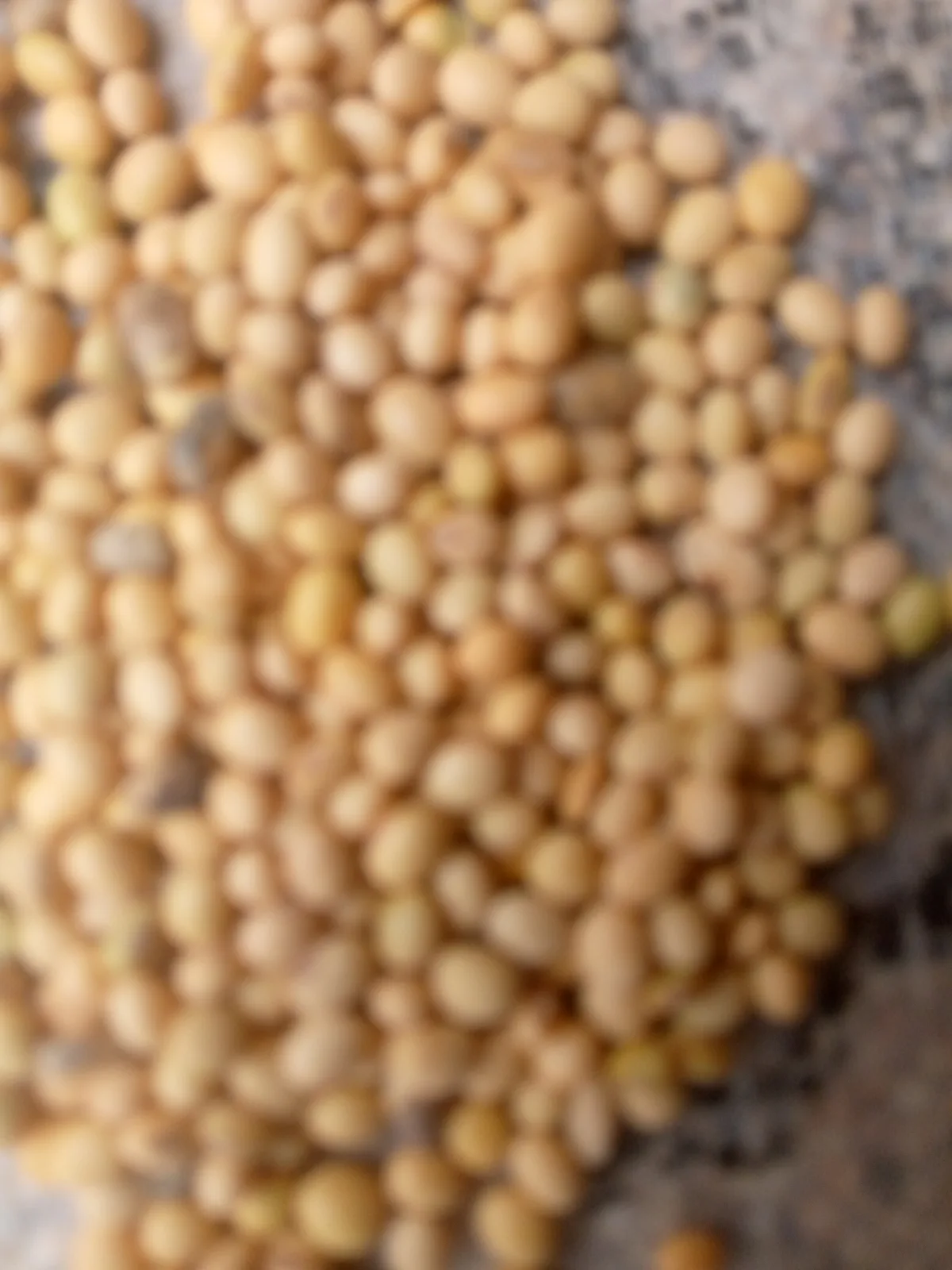 Soyabeans - Kano