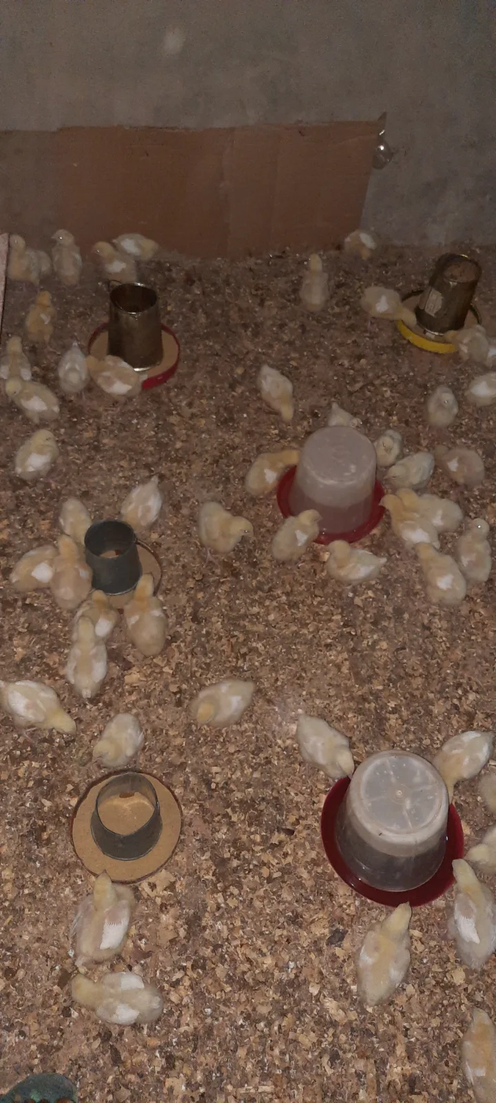 2 weeks broilers