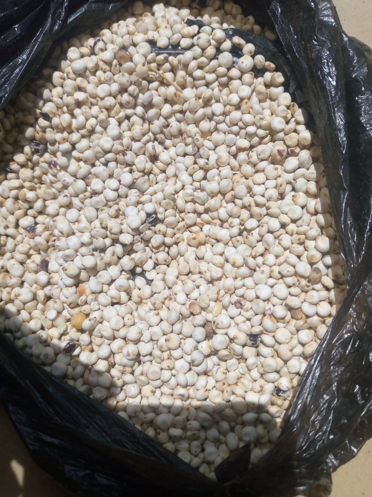 Raw Millet - Dawanau Market Kano