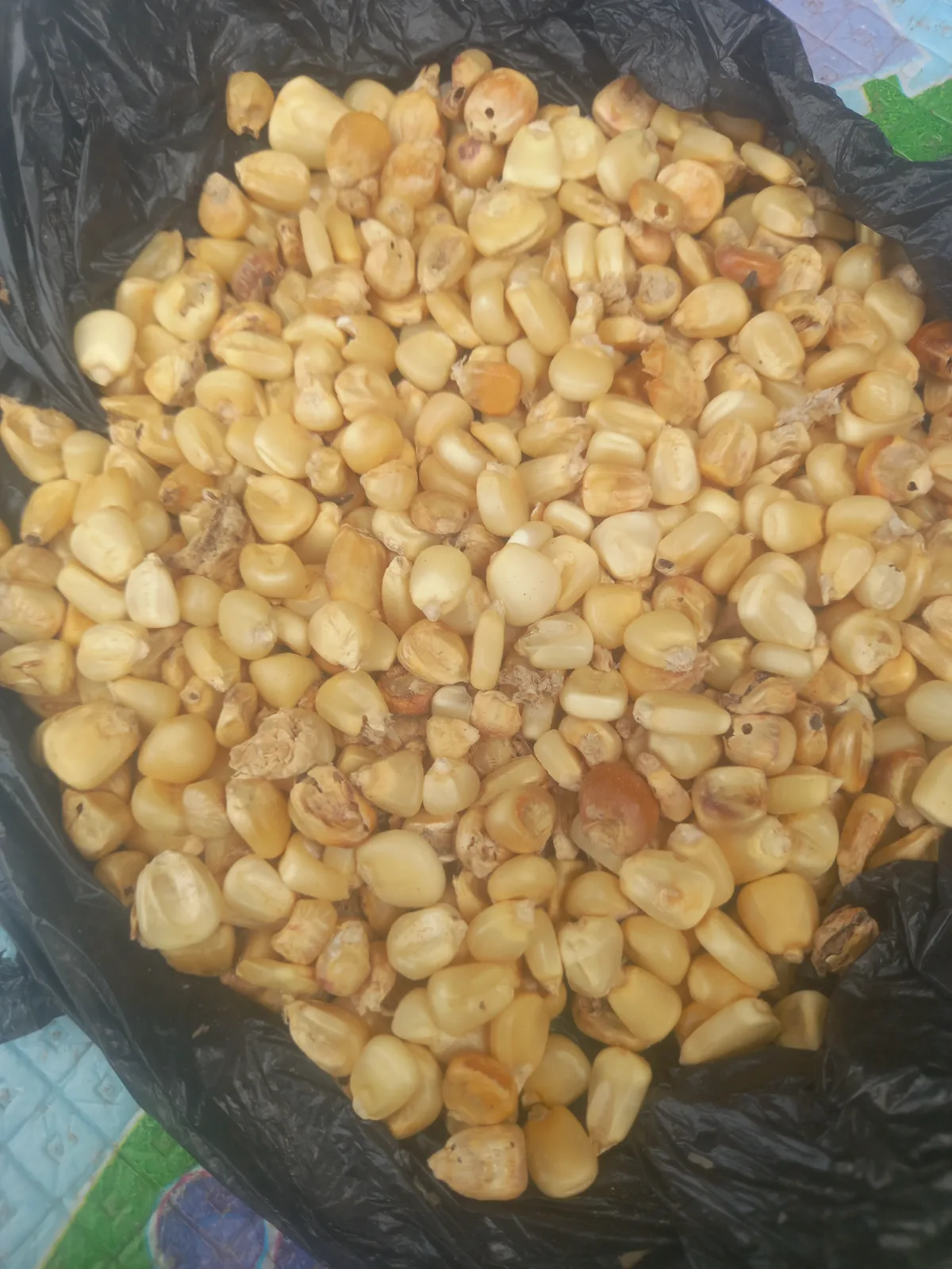 Maize